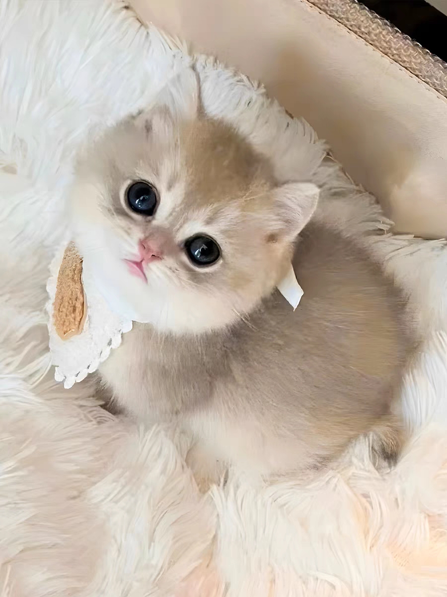 猫舍直销,批发价出售,蓝金渐层